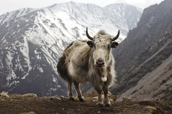 A-yak-in-the-Nepalese-Himalayas-600x400